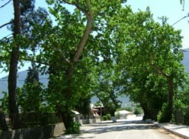 amouri_image