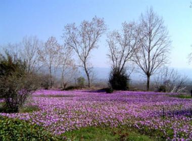 loytra_ypatis_image