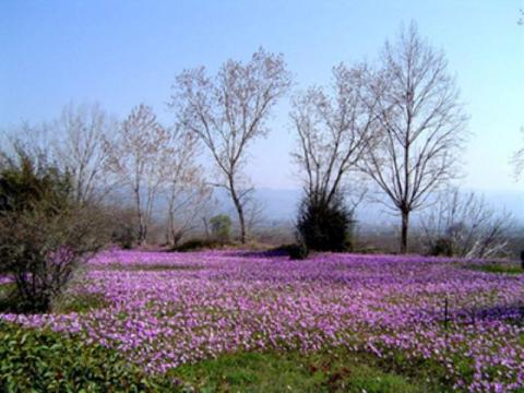 loytra_ypatis_image
