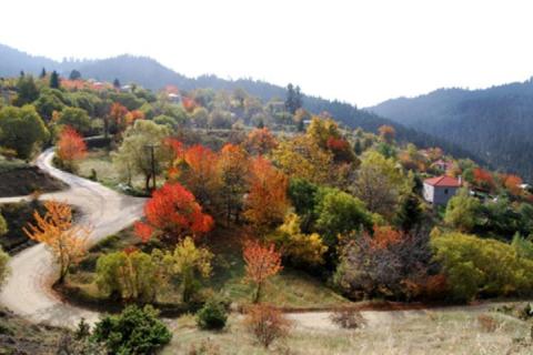 neoxori_image1